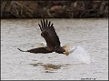 _2SB4094 american bald eagle catching fish